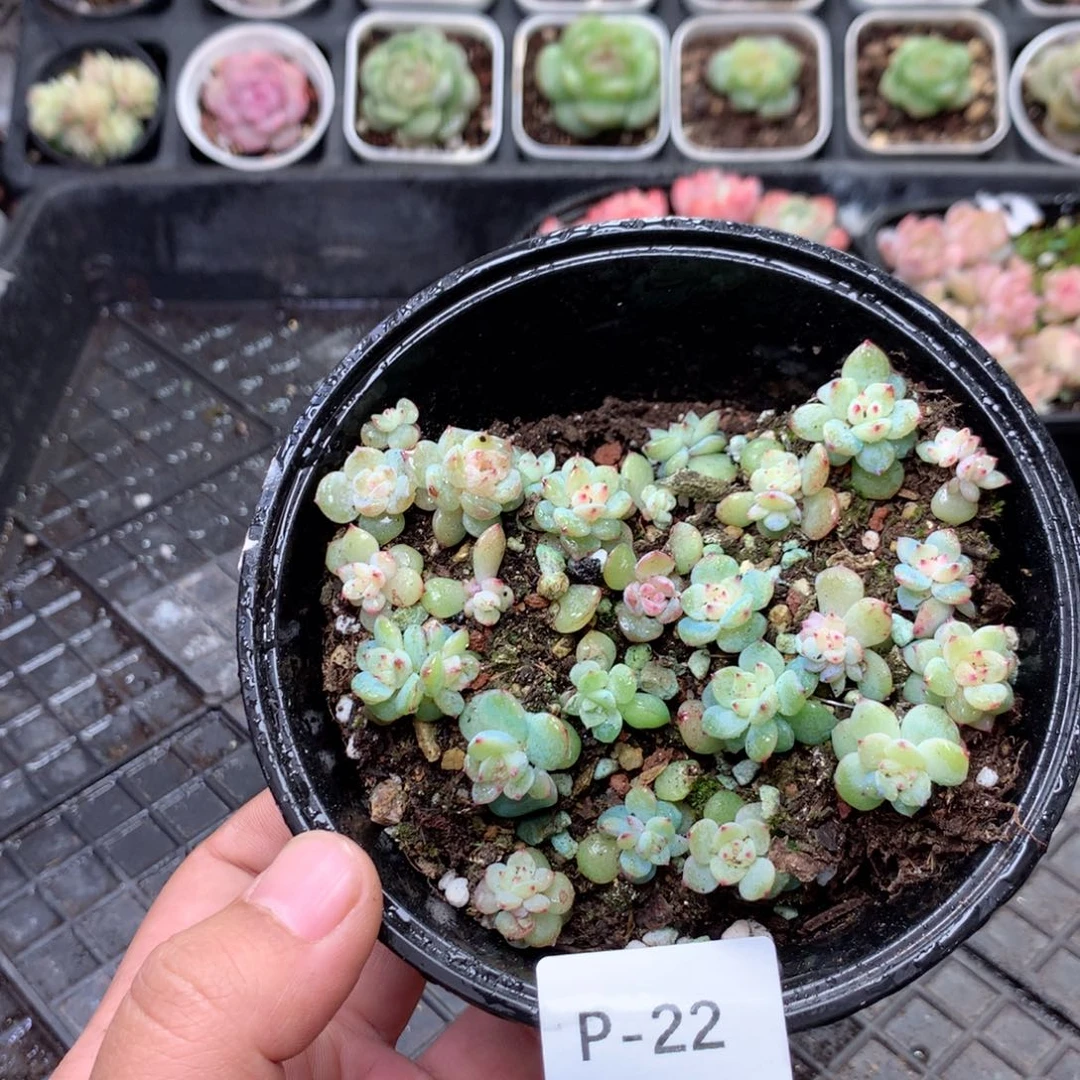 无花朵P22英语英语