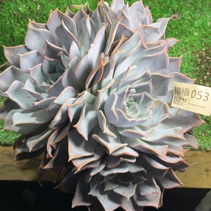 迷***。053露西娜多肉植物