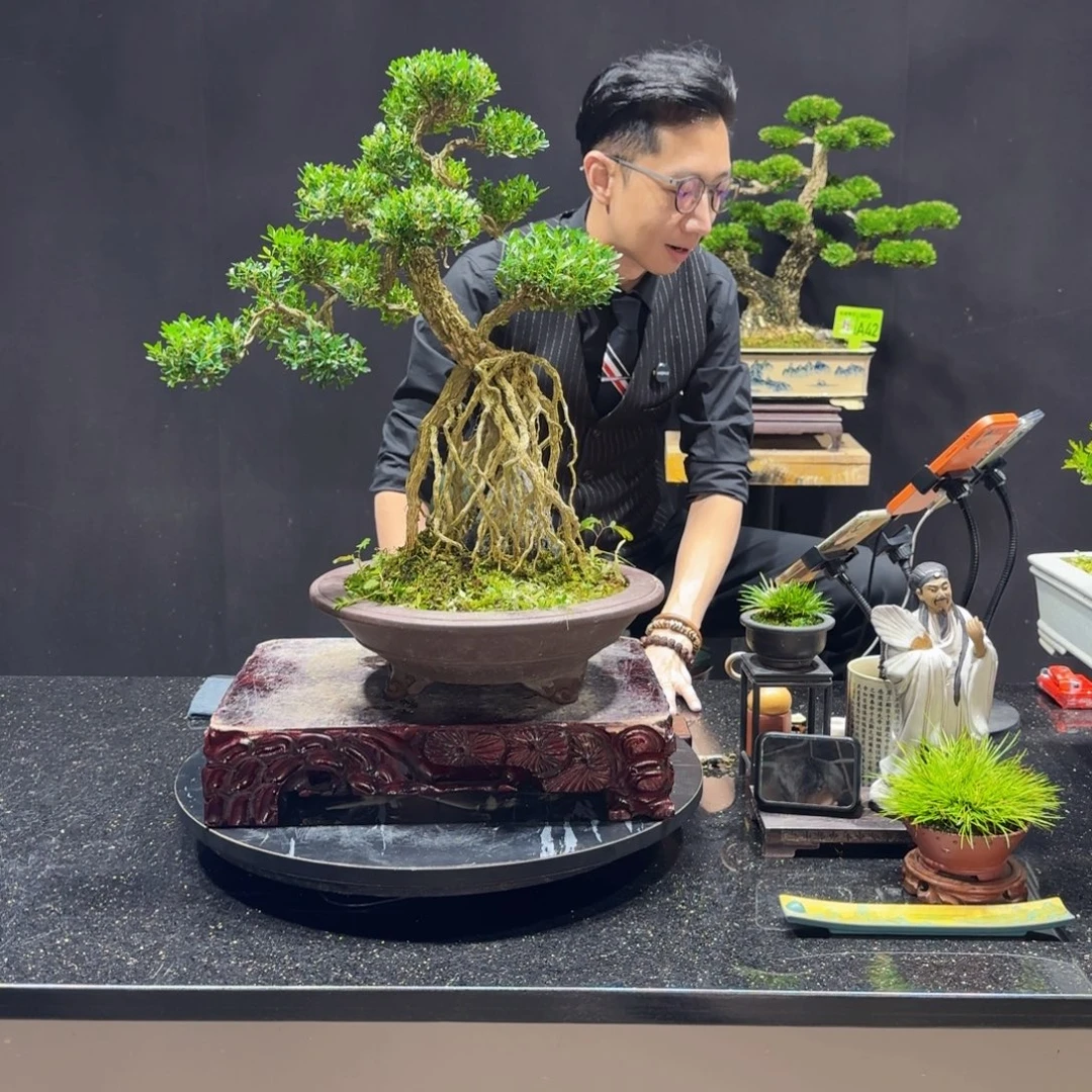 无花朵黄杨室内室外盆景艺术