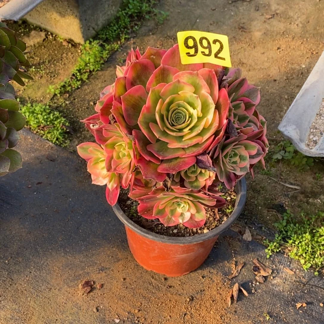 粉女郎多肉法师992