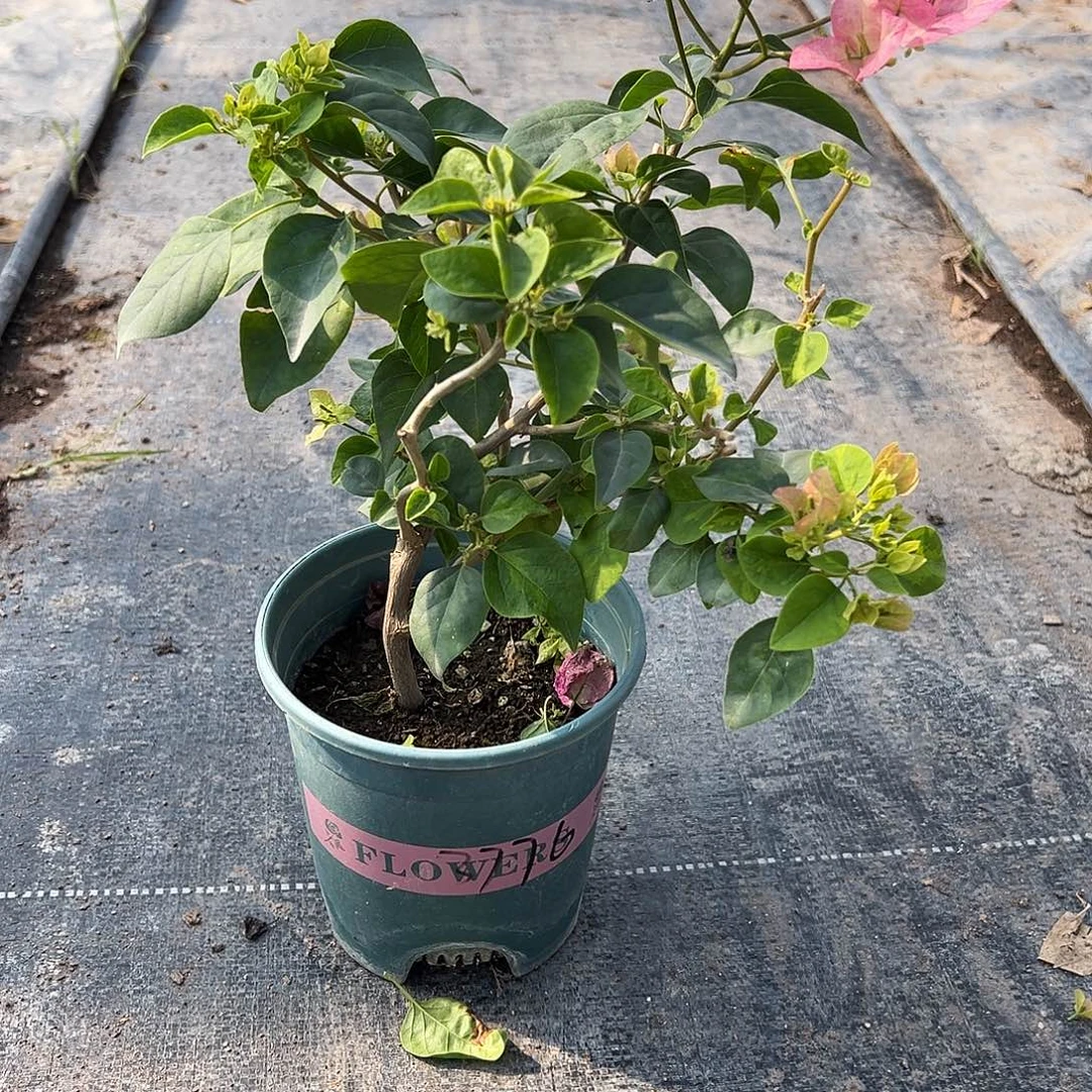 知***@完全开放下播 暗绿五宝 3776