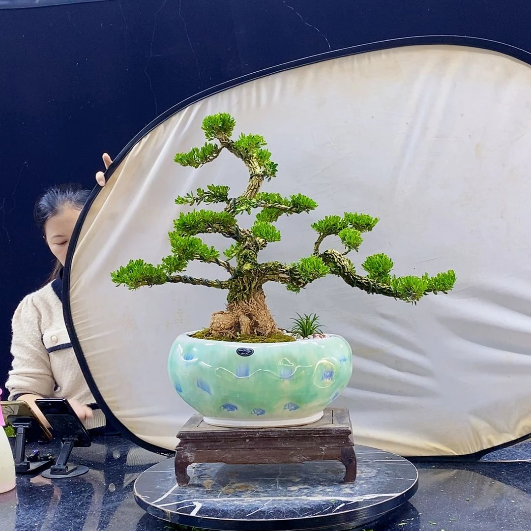 无花朵黄杨盆景造型