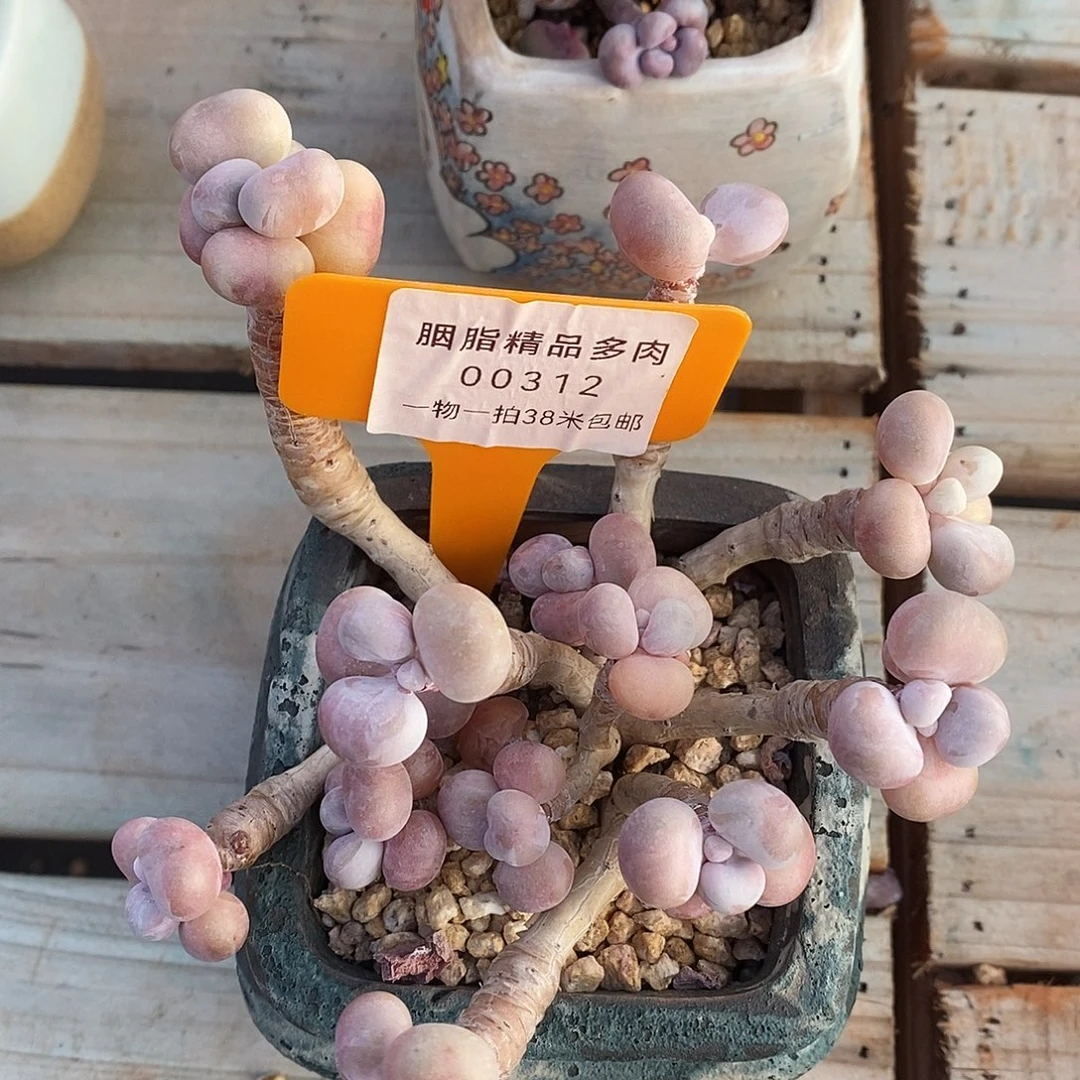 00312啊璐璐好咯哦我小雨