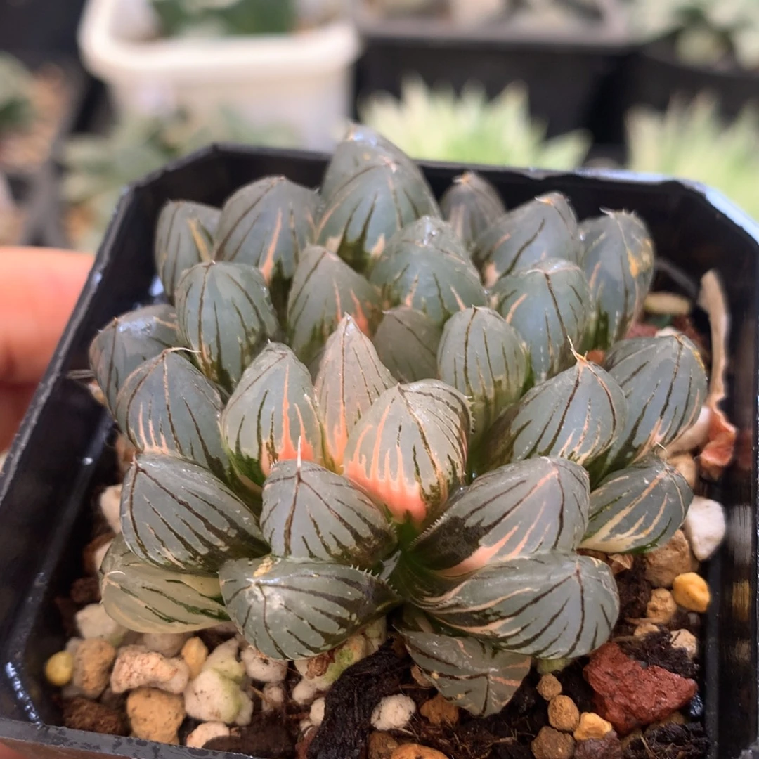 霓虹灯玉露锦，带盆发货