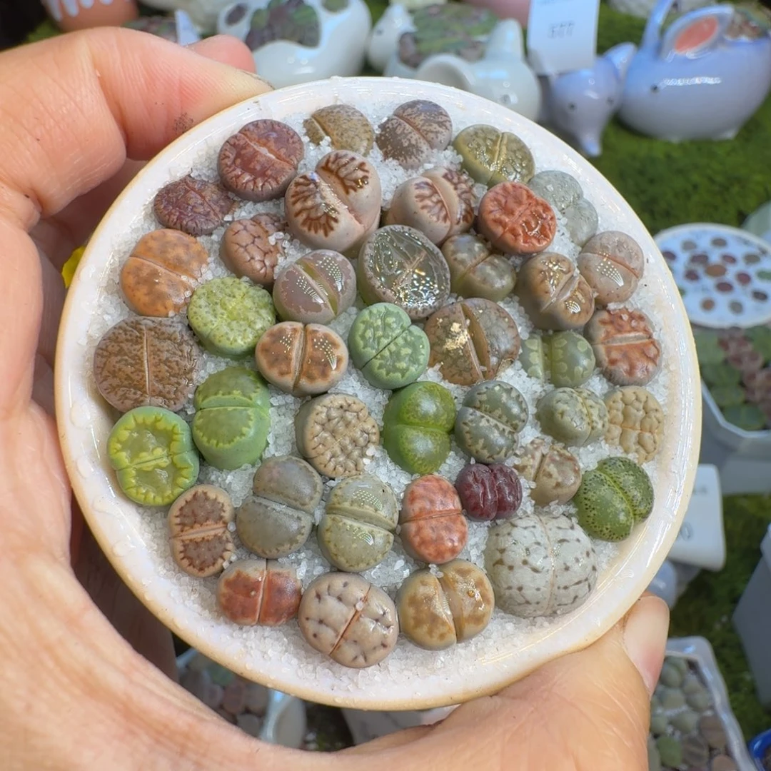 多肉植物福利冲611