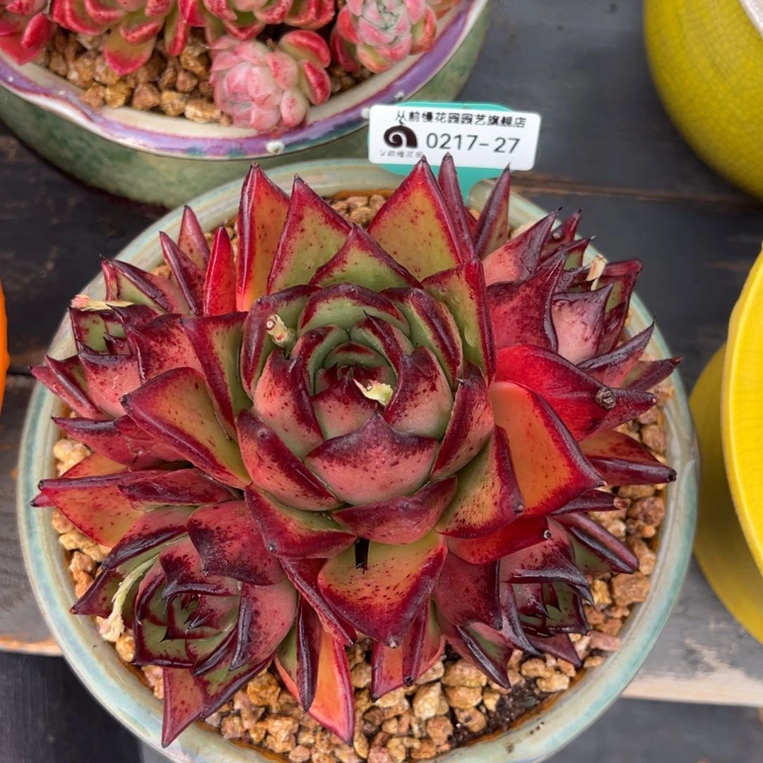 从前慢多肉精选编号0217.27