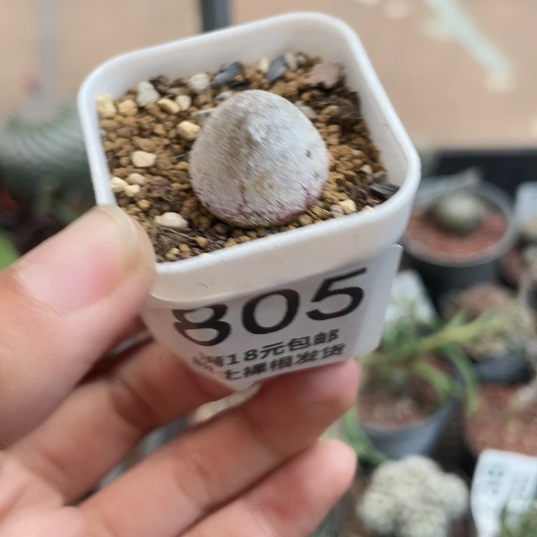 805小灯泡（满18元包邮）