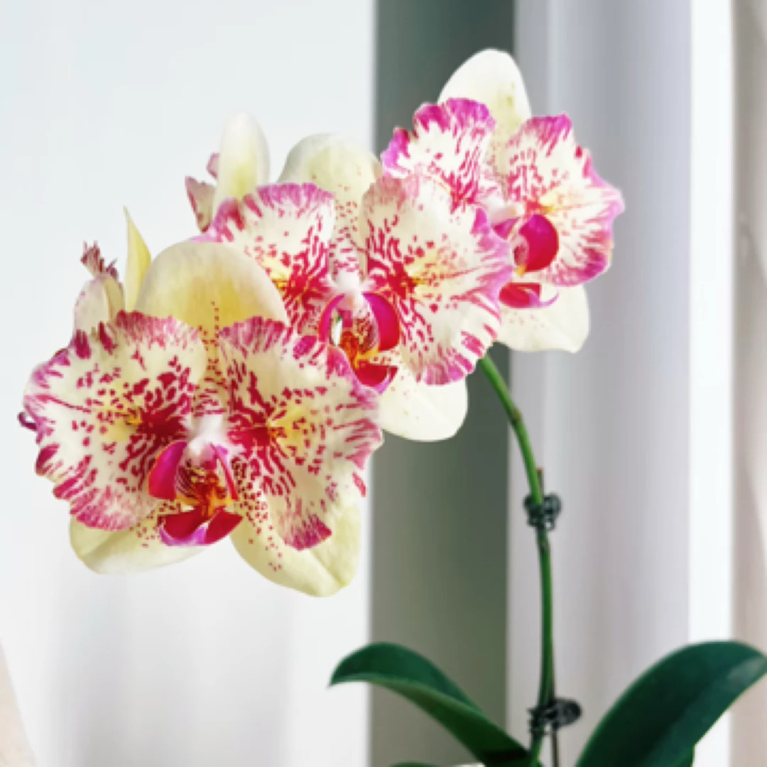 麒麟 两眼蕾丝变异｜5寸蝴蝶兰带剑稀有品种