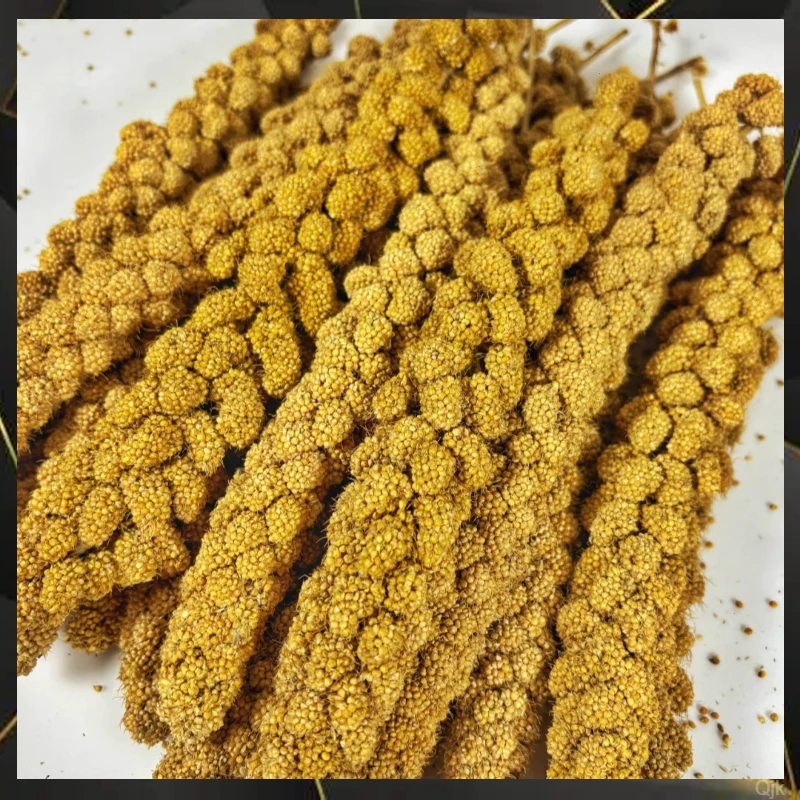 有机鹦鹉谷穗零食黄小米穗红谷穗玄凤虎皮牡鹦鹉饲料八哥幼鸟饲料