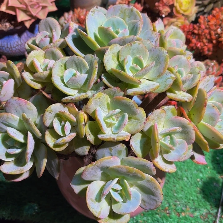 喜***多老桩白凤一块肉 脱土发货