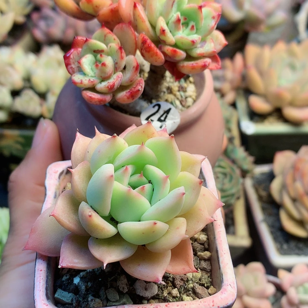 【闪购商品】鸩*鸩羽带盆➕礼物