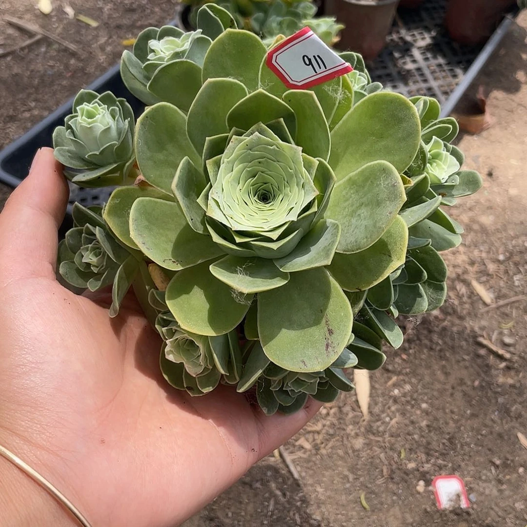 山地玫瑰多肉不售后 911