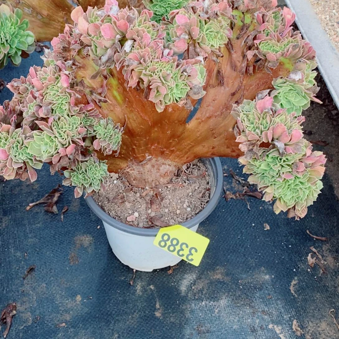 欧缀多肉植物3388