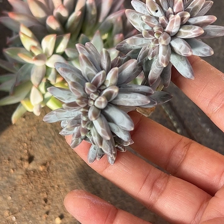 美人缀特价一物一拍