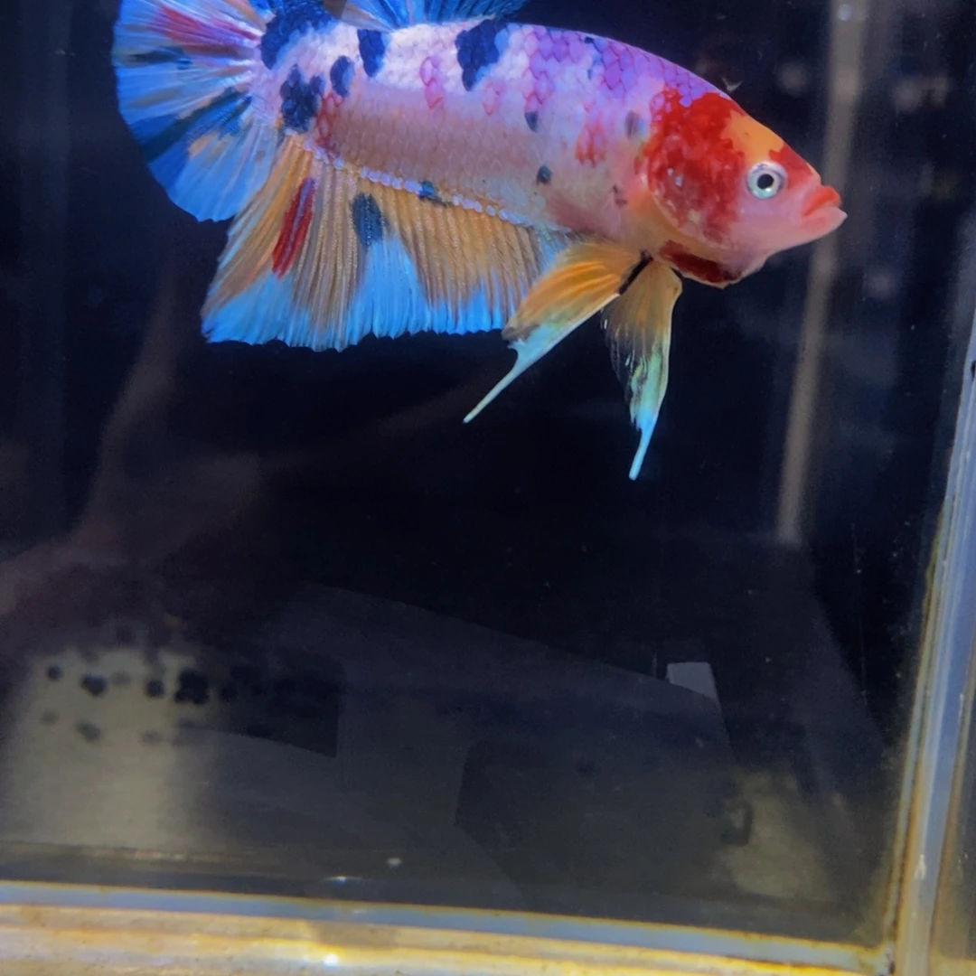 斗鱼391巨斗11111