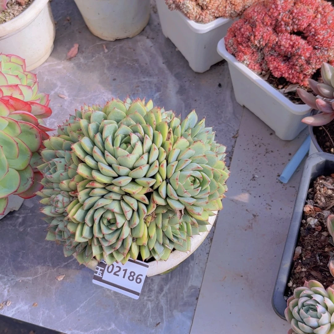笨吧杂多肉植物02186