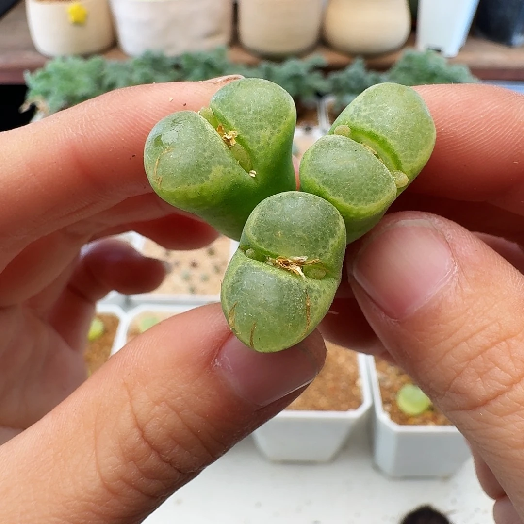多肉植物福利肉锥892