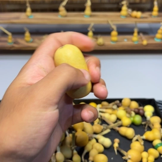 葫芦草里金草里金