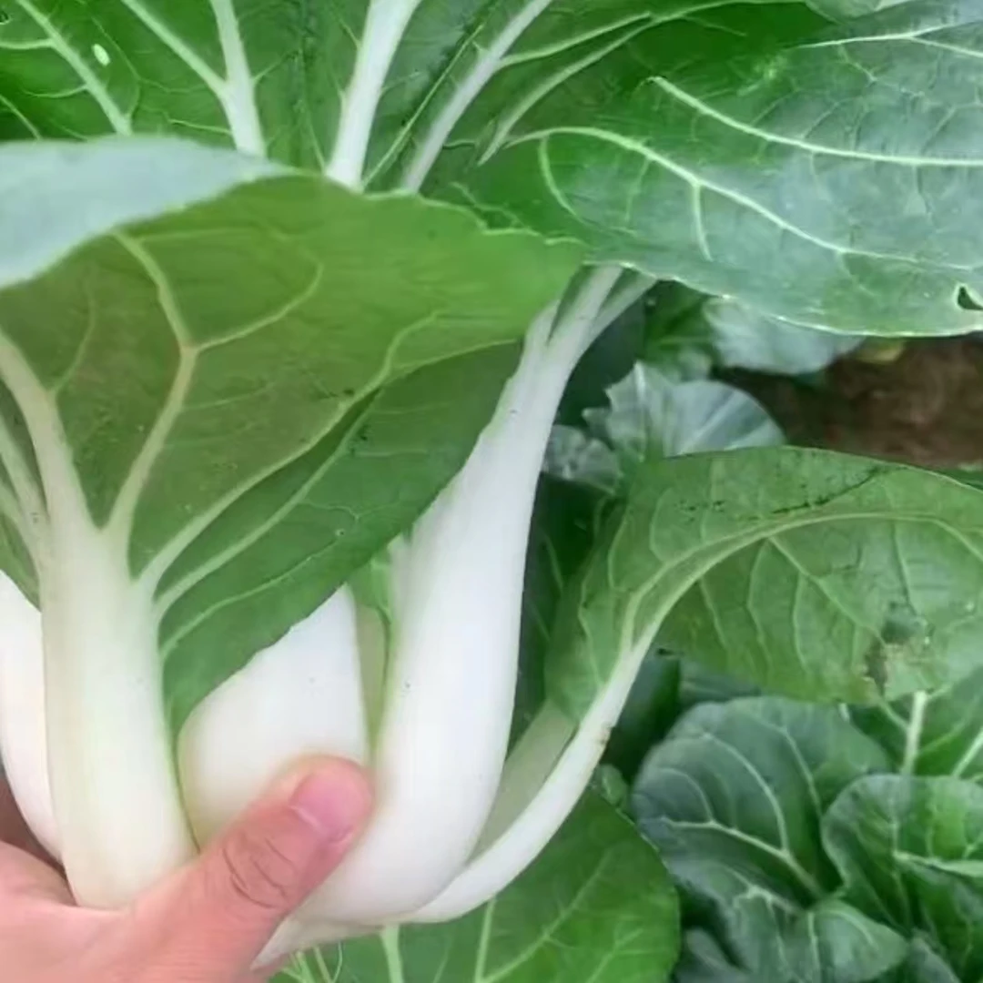 【天池奶白菜种子】家庭阳台小院四季种植盆栽地栽易种易活