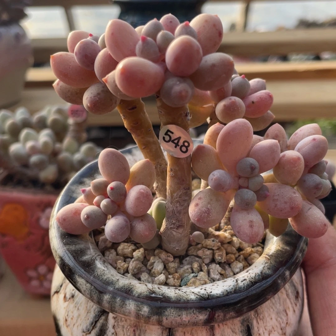 仙子奶酪出奶尖多肉