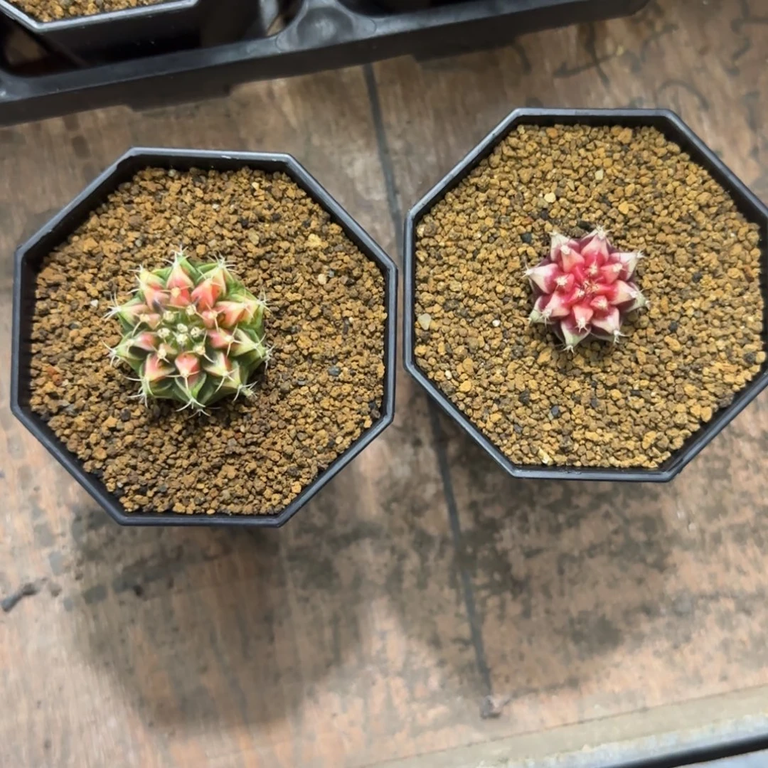 我****泰系名品侧芽两个侧芽