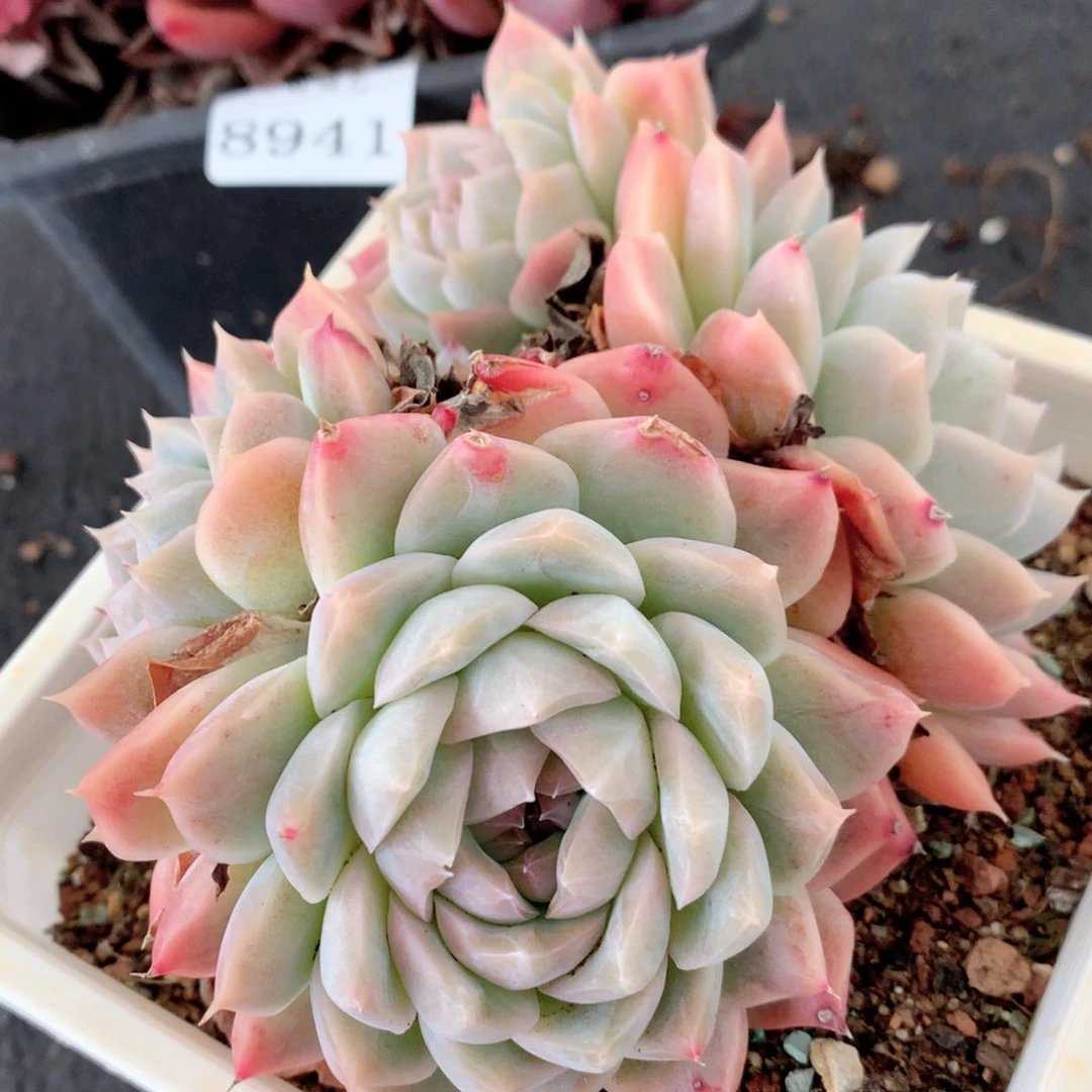 8942杂交多肉植物基地