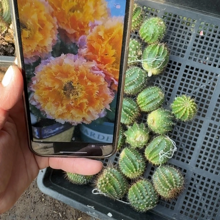 229彩草洛可可无根侧牙3公分左右歪