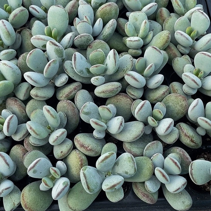 小乒乓1元带土发货