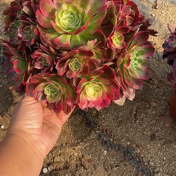 多肉植物海王403多肉