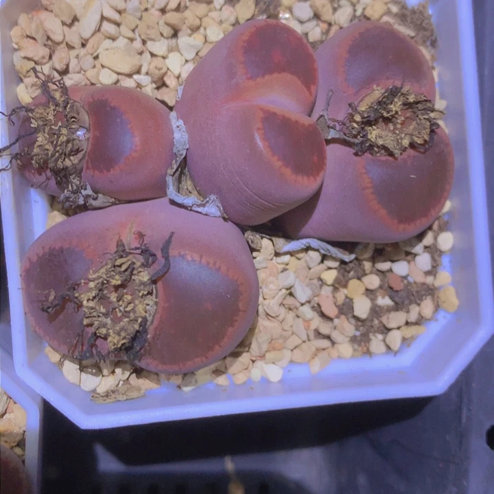 1455858585785565456456644