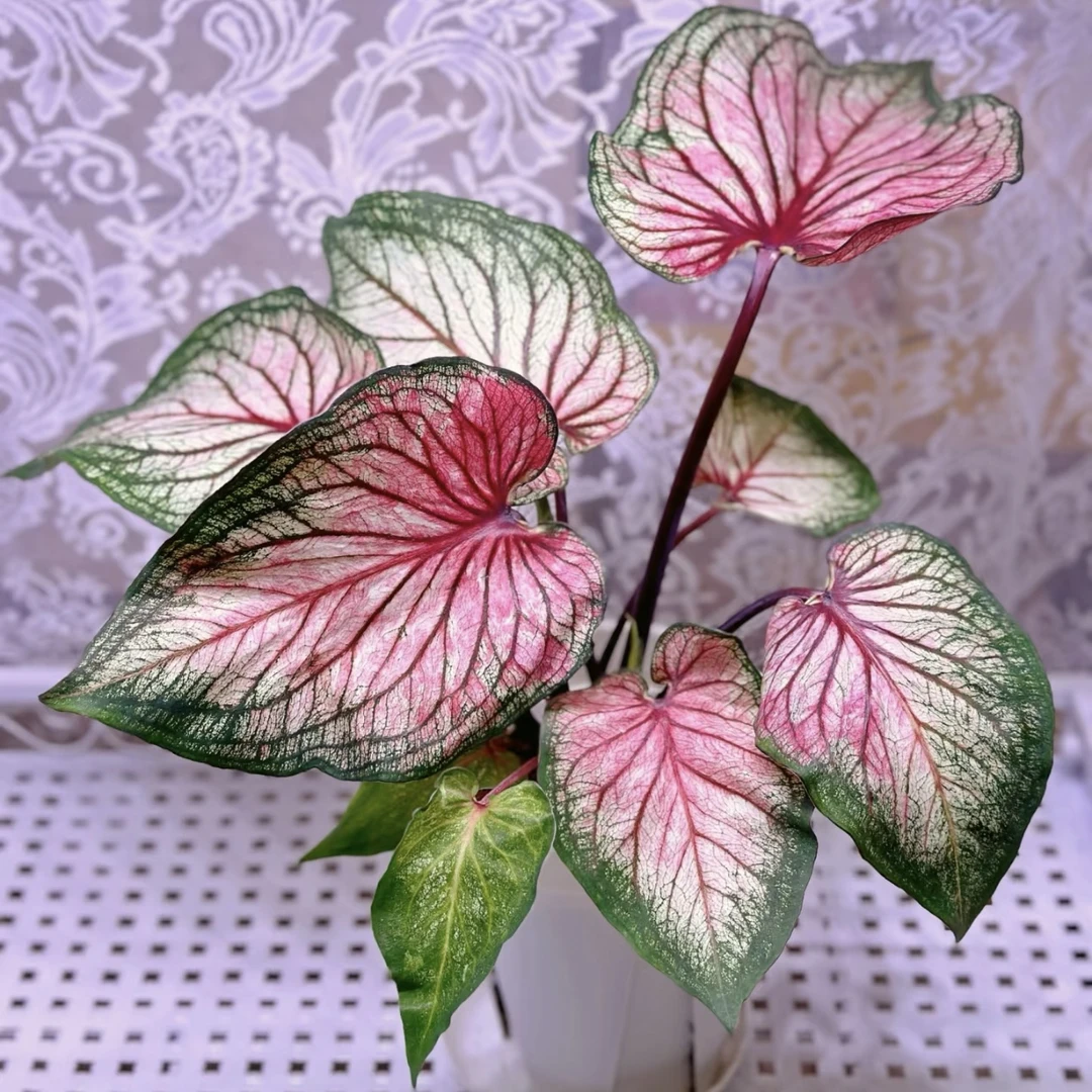 【糖果时光】萌萌哒！彩叶芋耐热种球多年生懒人绿植ins风