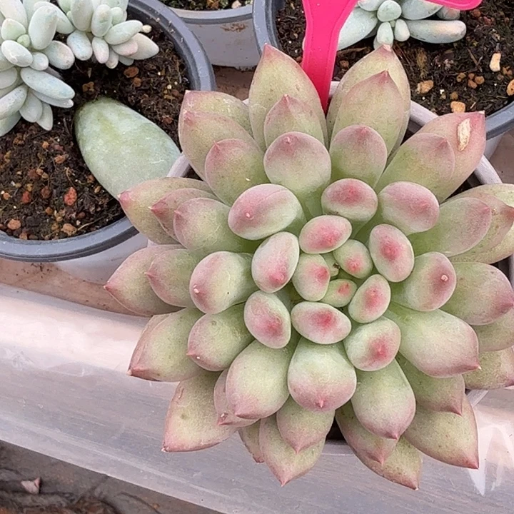 岩子一物一拍270.