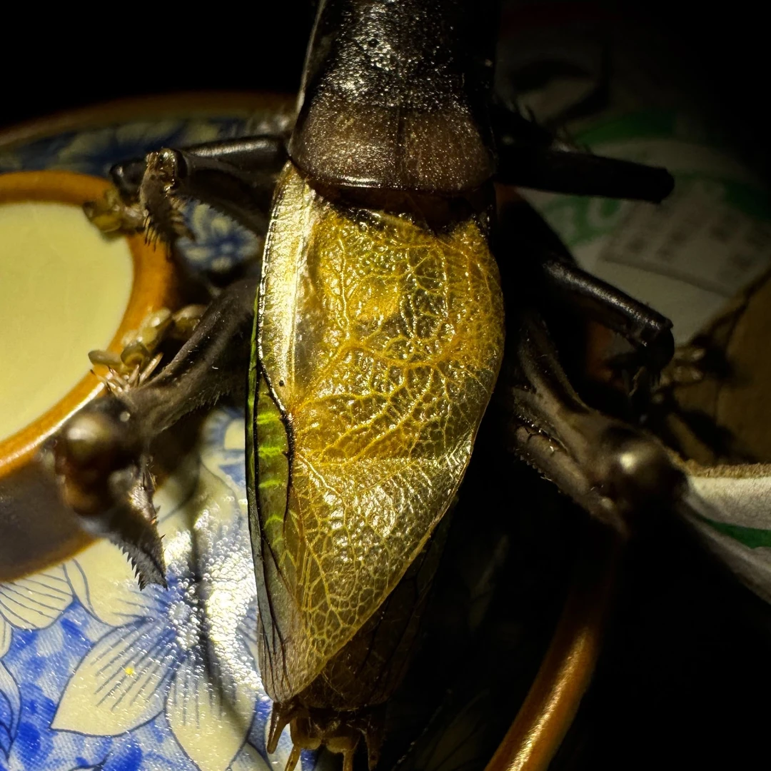 郝建伟药叫残疾铁皮蝈蝈，个大榜型好出叫好虫死亡包赔宠物活体