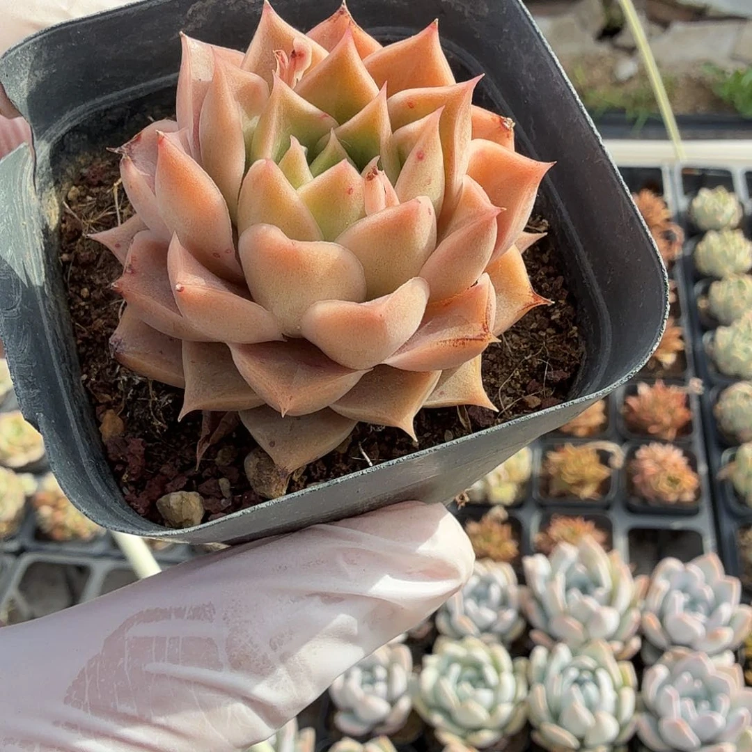五公分皮皮虾满20包邮
