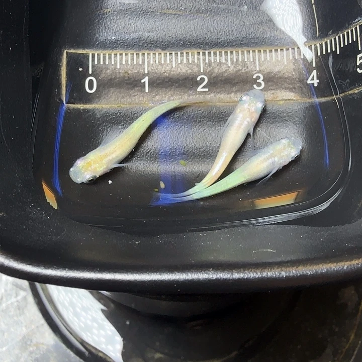 青鳉鱼115号拍品萤火虫