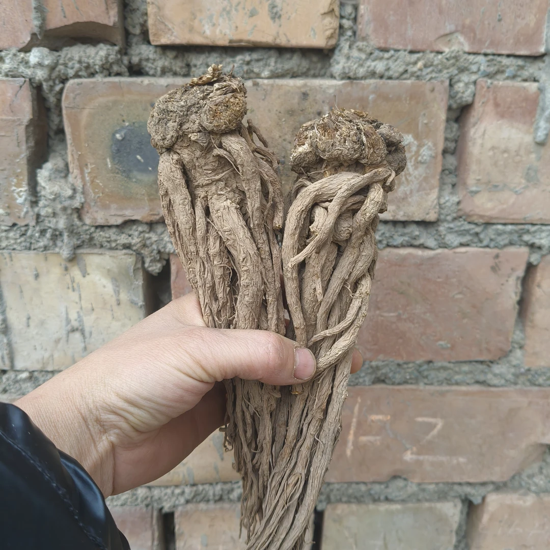 甘肃岷县自家种植当归，无硫磺，泡水煲汤