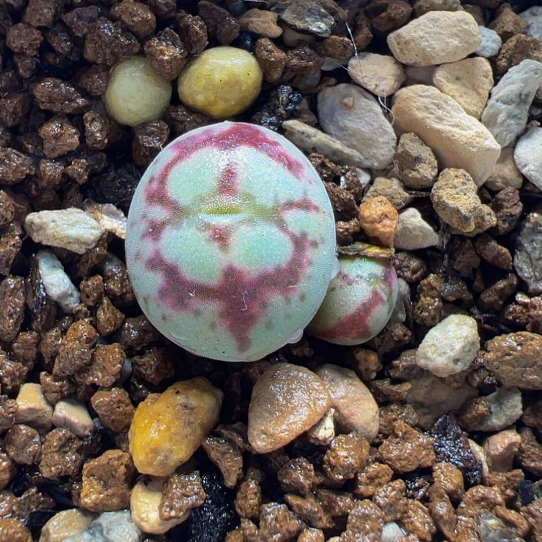 251多肉植物种类和