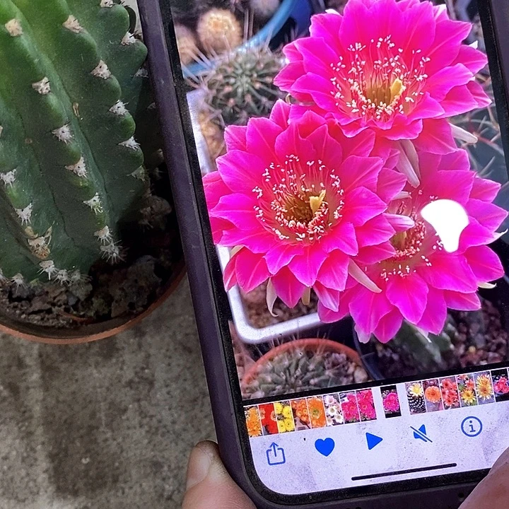 阿尔特娜仙人球，247800