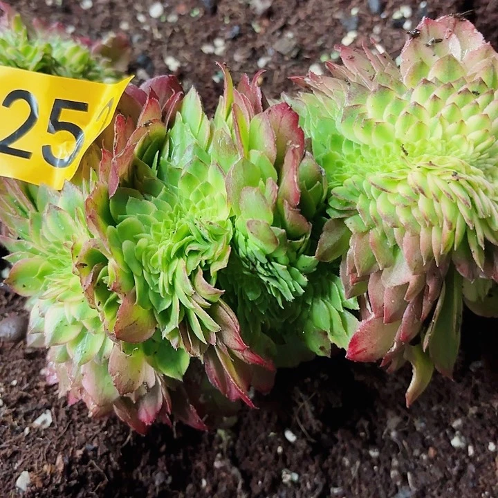 为**醉多肉植物福利252