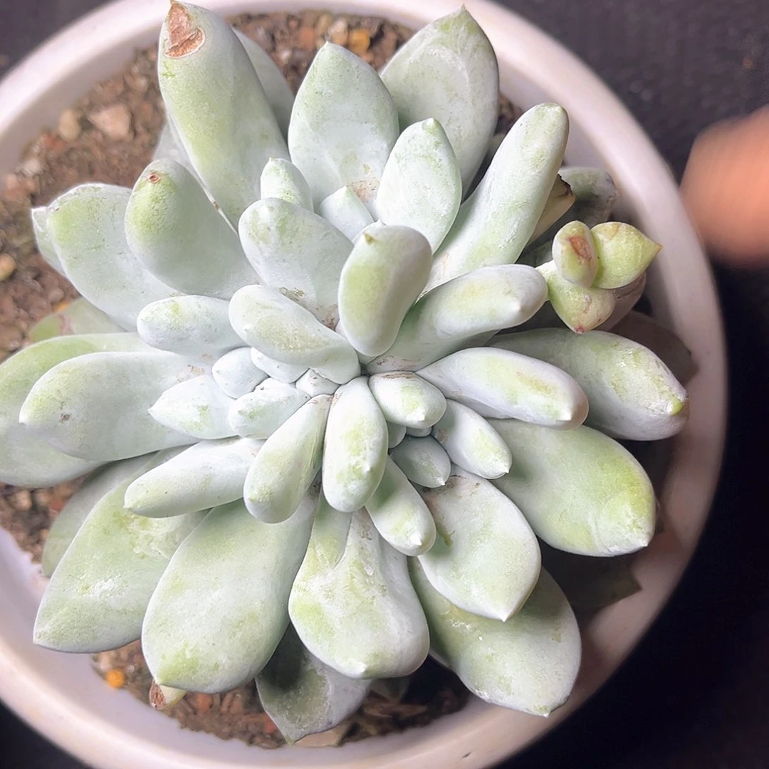 三头老桩群生量拍