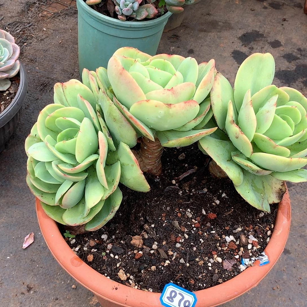 870碧桃一物一拍多肉