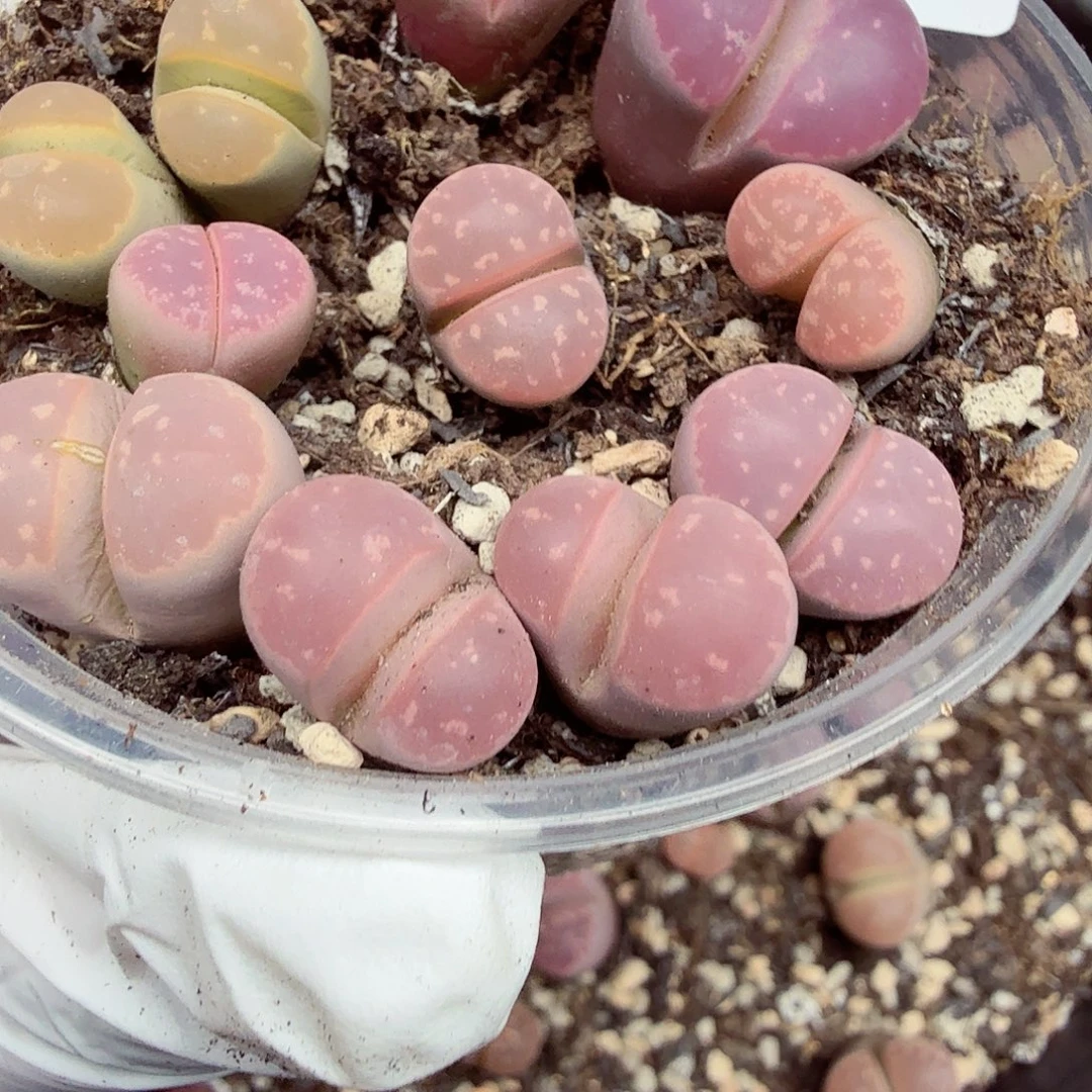 饿的要疯呀还能跑191