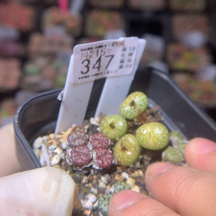 抖***谱精品生石花215.347