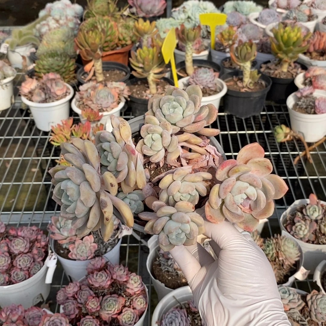 2074克洛伊一物一拍