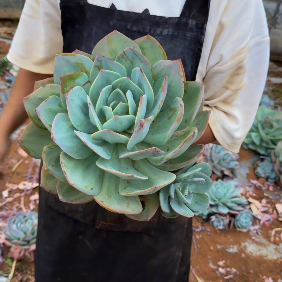 木***呀血凤 一颗 不包损48号