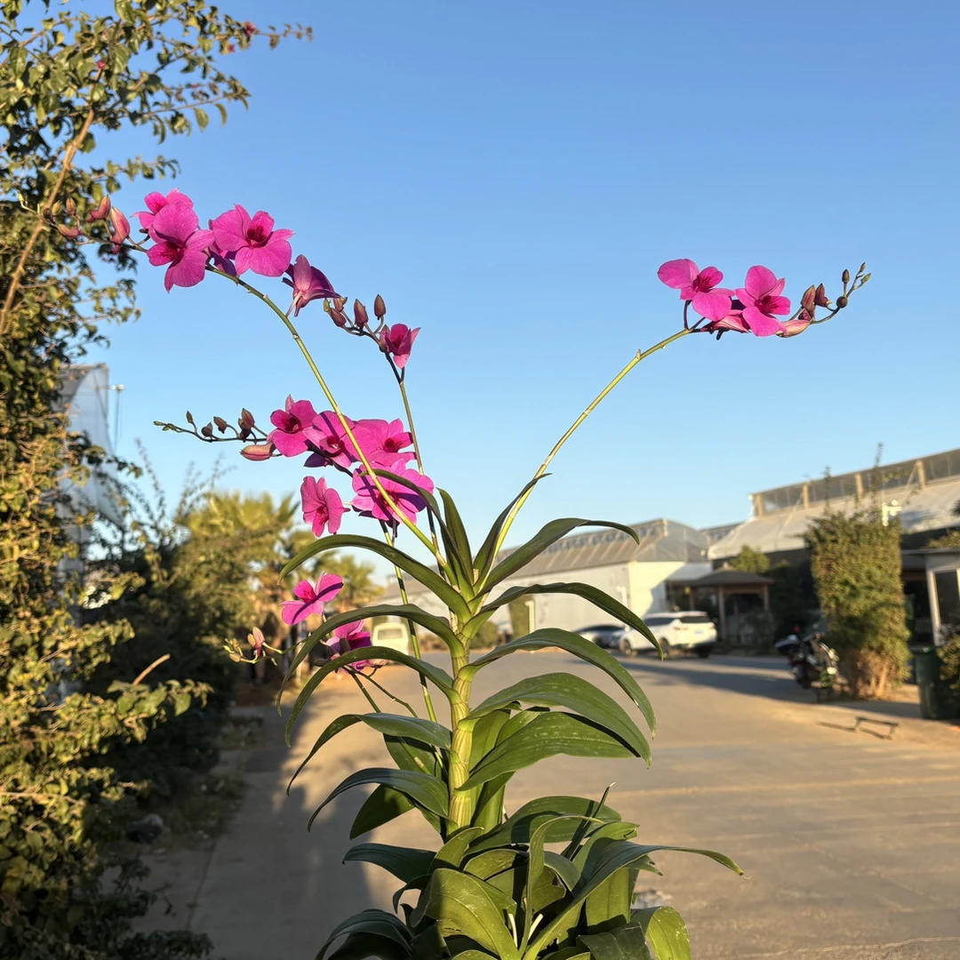 大盆朝阳石斛兰 石斛好养花期长