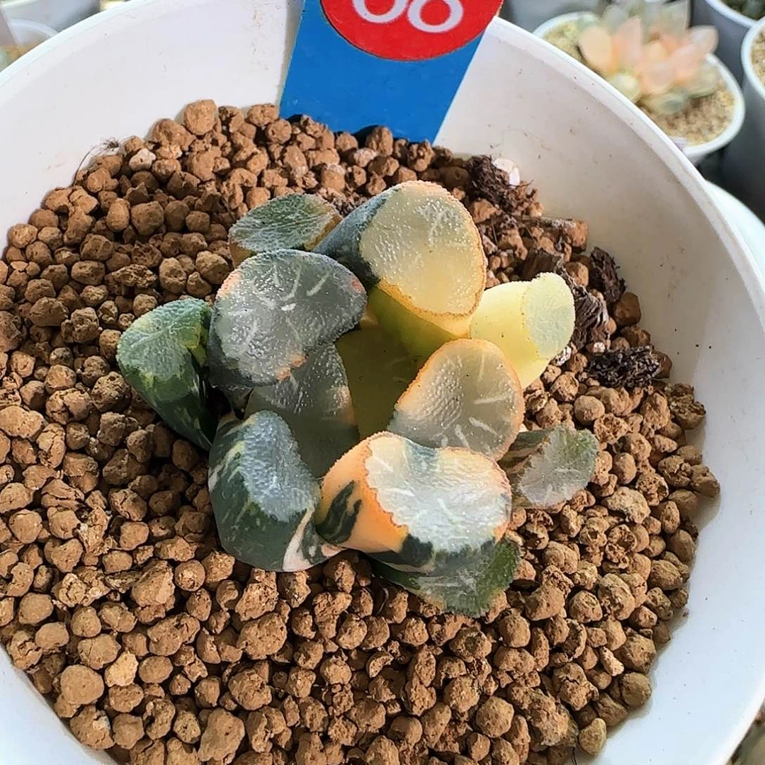 68号糯窗万象锦一物一拍带盆土