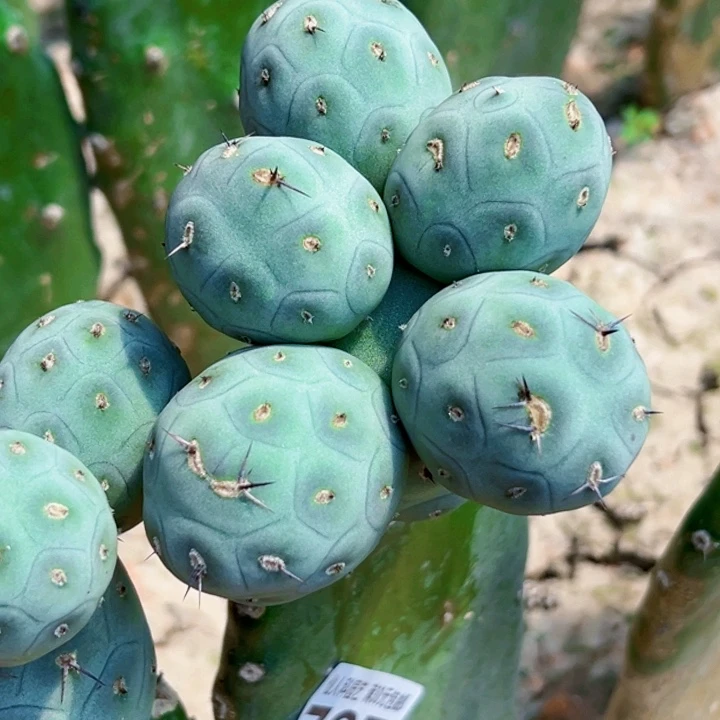 无花朵有****满福利白皮洞洞725