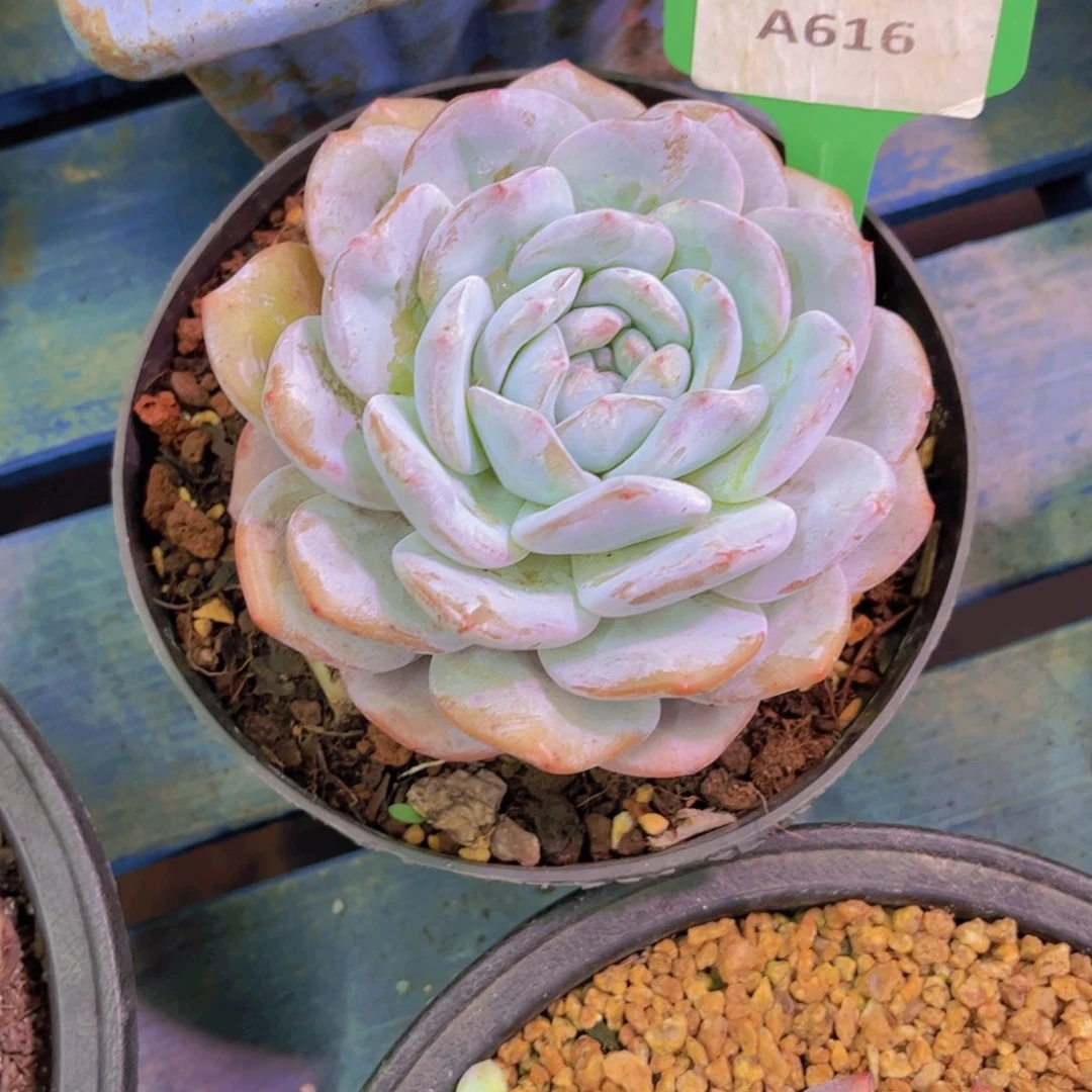 S***果奶盖Ａ616一颗一物一拍