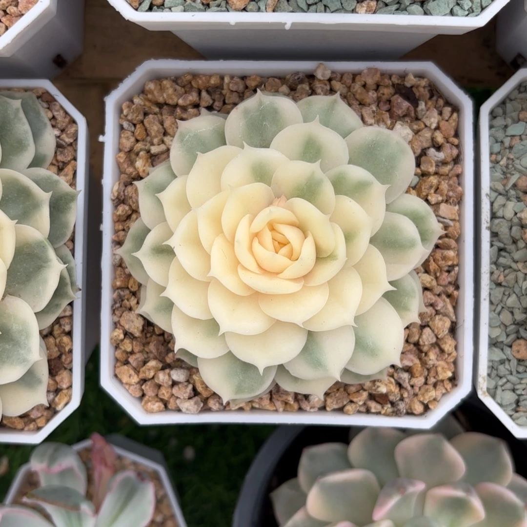 昂斯诺锦一物一拍